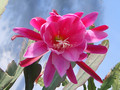 eh anton guenther 107 0462