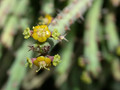 euphorbia septentrionalis 03