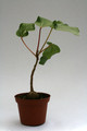 ficus abutifolia 9673