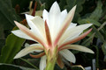 eh snowflake 8960 8847