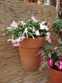 schlumbergera verkauf 4689