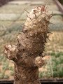 euphorbia venenifica 01