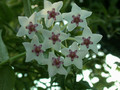 hoya bella 02