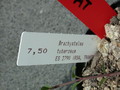 brachystelma tuberosum es2790 02