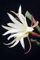 eh aztec star w 5260 6891