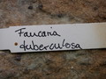 faucaria tuberculosa 3770