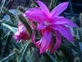 aporocactus fairy dancer 9663