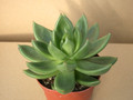 echeveria haageana 8392