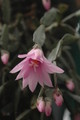 hatiora rosea frohning 9598 rbi 433 9385