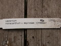 lepismium monacanthum espinosum wk02 9314
