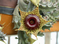 huernia zebrina03