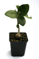 ficus glomosa 0373