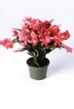 schlumbergera thor kiri 9