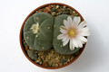 lophophora williamsii texana 0467