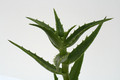 aloe morijensis kenia 3791