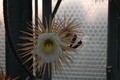 selenicereus grandiflorus aufbluehen 1442