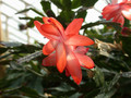 schlumbergera thor alice 08