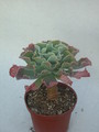 echeveria shawiana 9996