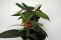 hoya macgillivrayi 6549