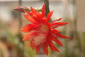 aporocactus peggys cartwheel 0776