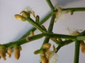 rhipsalis teres heteroclada 2024