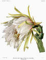 hylocereus monacanthus britton et rose