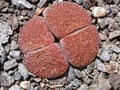 lithops lesliei mariae 03