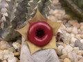 huernia insigniflora karoo 01