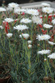 lampranthus schiewe 02