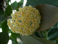 hoya kenejiana 0225 01