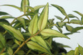 hoya bella louise buis 6557