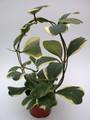hoya kerri albomarginata 3999