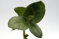 ficus glomosa 0376