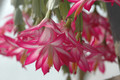 schlumbergera bristol rose 8272