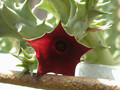 huerniopsis atrosanguinea 01