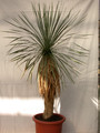yucca rostrata 1494