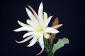 eh aztec star w 5260 6888