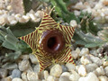 huernia zebrina shirley2