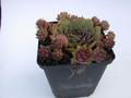 sempervivum tesoro 5752