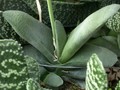 gasteria glomerata 02