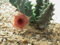 huernia insigniflora es2315 02