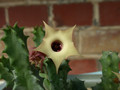 huernia primuli mbb6607 06