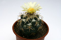 Coryphantha connivens