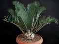 encephalartos lehmannii 1