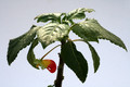 impatiens nimmamensis 0850