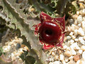 huernia zebrina magniflora1