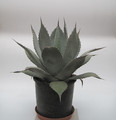 agave parryi importe 7713