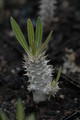pachypodium inopiatum 182