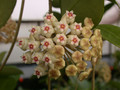 hoya parasitica 02