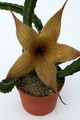 stapelia ambigua 0895